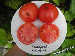 Afbeeldingsresultaat voor crnkovic yugoslavian tomato