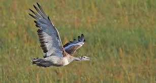 Image result for Otis tarda