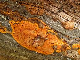 Attēlu rezultāti vaicājumam “Hapalopilus aurantiacus”