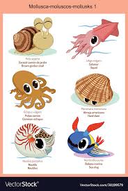 Attēlu rezultāti vaicājumam “Mollusca”