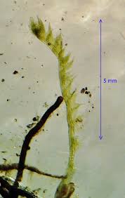 Attēlu rezultāti vaicājumam “Cephalozia bicuspidata”