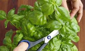 Image result for Basilikum