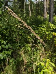 Attēlu rezultāti vaicājumam “Calamagrostis stricta”