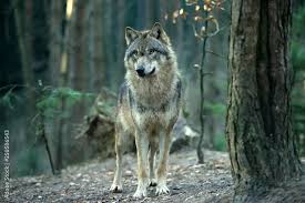 Attēlu rezultāti vaicājumam “Canis lupus”