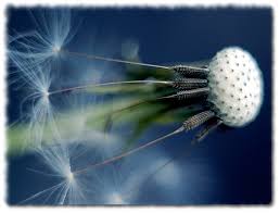 Image result for Hawley Badminton Club