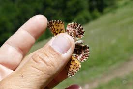 Attēlu rezultāti vaicājumam “Boloria titania underside”