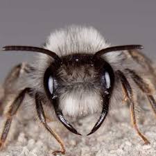 Attēlu rezultāti vaicājumam “Andrena vaga”