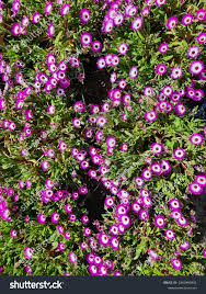 Image result for Mesembryanthemum criniflorum