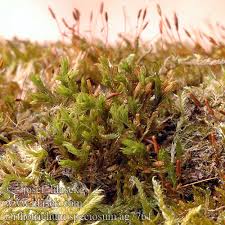 Attēlu rezultāti vaicājumam “Orthotrichum speciosum”