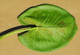 Attēlu rezultāti vaicājumam “Nuphar lutea leaf”