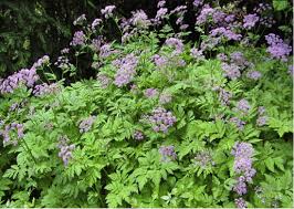 Attēlu rezultāti vaicājumam “Pimpinella major flower”