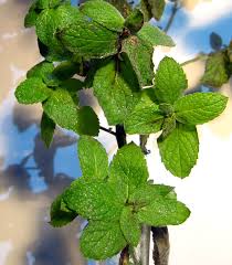Attēlu rezultāti vaicājumam “Oenothera rubricauli leaf”