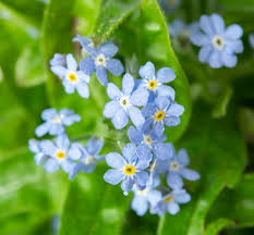 Image result for Vergissmeinnicht