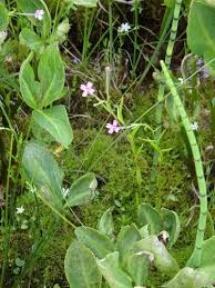 Attēlu rezultāti vaicājumam “Epilobium palustre flower”
