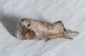 Attēlu rezultāti vaicājumam “Clostera pigra”