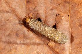 Attēlu rezultāti vaicājumam “Potamophylax”