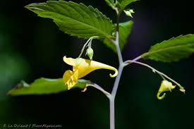 Attēlu rezultāti vaicājumam “Impatiens noli-tangere”