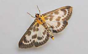 Attēlu rezultāti vaicājumam “Anania hortulata”