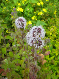 Attēlu rezultāti vaicājumam “Mentha aquatica”