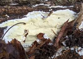 Attēlu rezultāti vaicājumam “Gloeoporus pannocinctus”