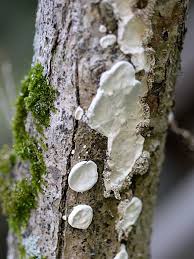 Attēlu rezultāti vaicājumam “Perenniporia medulla-panis”