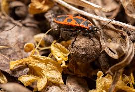 Attēlu rezultāti vaicājumam “Pyrrhocoris apterus nymph”