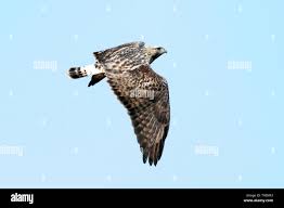 Attēlu rezultāti vaicājumam “Buteo lagopus adult”