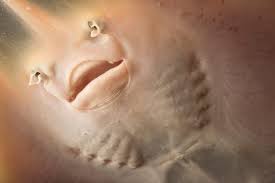 Image result for Rostroraja eglanteria