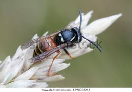 Attēlu rezultāti vaicājumam “Vespula rufa”