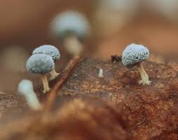 Attēlu rezultāti vaicājumam “Didymium verrucisporum macro”