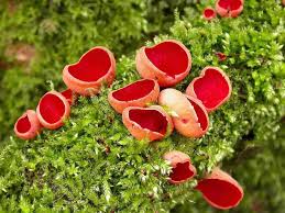 Attēlu rezultāti vaicājumam “Sarcoscypha austriaca var. lutea”