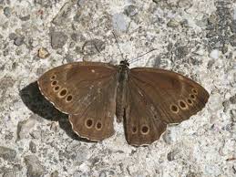 Attēlu rezultāti vaicājumam “Lopinga achine”