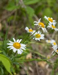 Attēlu rezultāti vaicājumam “Leucanthemum vulgare flower”