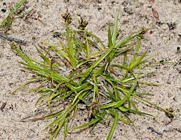 Attēlu rezultāti vaicājumam “Carex pilulifera”