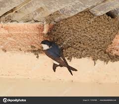 Attēlu rezultāti vaicājumam “Delichon urbicum nest”