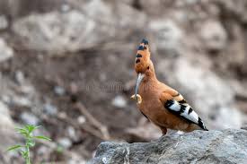 Image result for hoepoe