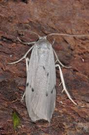 Attēlu rezultāti vaicājumam “Pelosia muscerda”