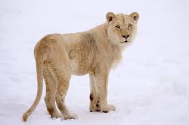 Image result for Llantwit Lions