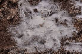 Attēlu rezultāti vaicājumam “Trechispora mollusca”