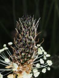 Attēlu rezultāti vaicājumam “Plantago lanceolata fruit”