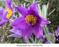 Attēlu rezultāti vaicājumam “Pulsatilla pratensis flower”