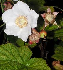 Attēlu rezultāti vaicājumam “Rubus parviflorus fruit”