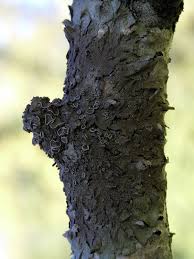 Attēlu rezultāti vaicājumam “Melanohalea olivacea”