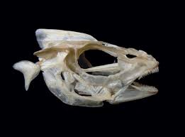 Image result for Melanogrammus aeglefinus