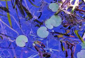 Attēlu rezultāti vaicājumam “Hydrocharis morsus-ranae fruit”