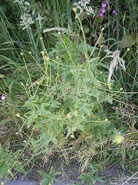 Attēlu rezultāti vaicājumam “Sisymbrium volgense”