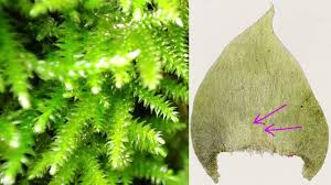 Attēlu rezultāti vaicājumam “Hylocomiastrum umbratum”