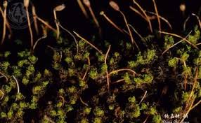 Attēlu rezultāti vaicājumam “Ulota crispa sporophyte”