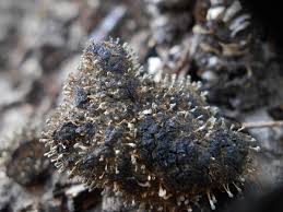 Attēlu rezultāti vaicājumam “Penicillium vulpinum”