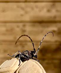 Attēlu rezultāti vaicājumam “Monochamus sutor”